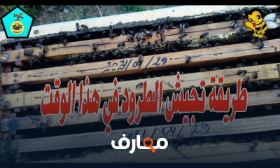 جني العسل