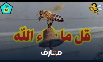 الوقت المناسب لتغذية النحل