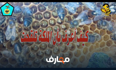 طريقة تقسيم خلية النحل