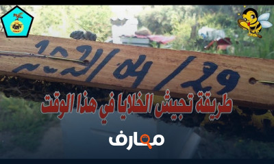 طريقة تجيش خلايا النحل