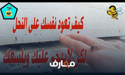 طريقة التعامل مع النحل الشرس طريقة التعامل مع النحل الشرس