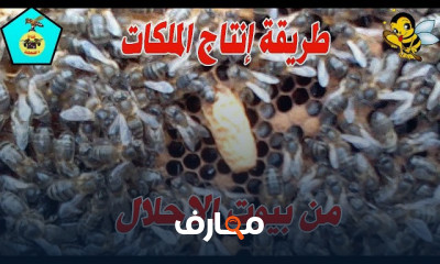طريقة إنتاج ملكات النحل