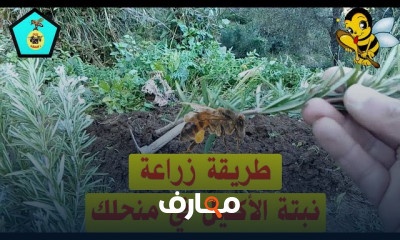 طريقة زراعة نبتة الأكليل للنحل