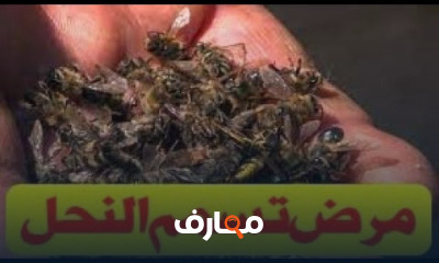 مرض تسمم النحل