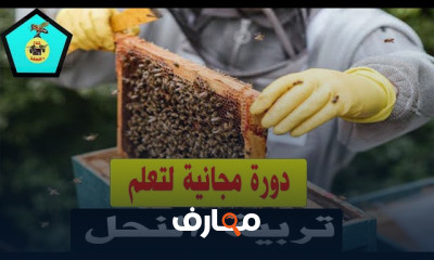 أساسيات تربية النحل