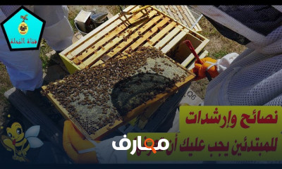 كيفية انتاج عسل النحل