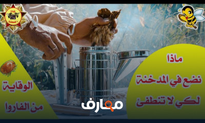 مضاد حيوي لحماية خلايا النحل