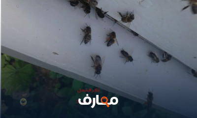 وقت إنتاج الذكور لتلقيح الملكات