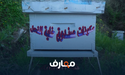 خطوات تربية النحل