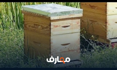 نصائح لخلايا النحل في فبراير