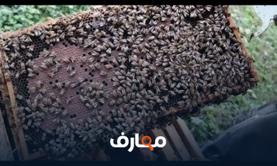 تغذية خلية نحل في الشتاء