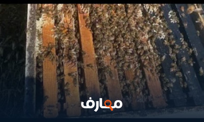 التوقيت المثالي لجني العسل