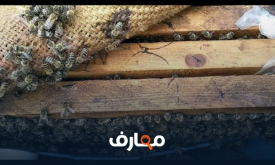 طريقة تربية النحل