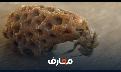 تجيش خلايا النحل في الخريف