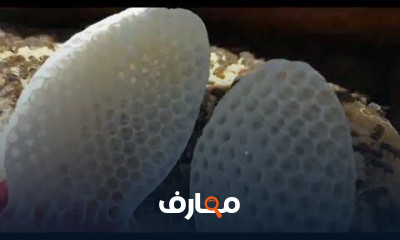 طرق تغذية النحل في الشتاء