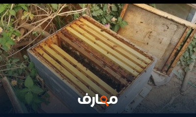نصائح تربية النحل