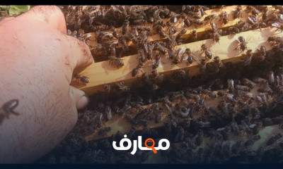 كيفية تقوية خلايا النحل