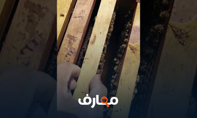 الأمهات الكاذبة في خلية النحل