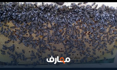 اضافة شمع الأساس لخلية النحل