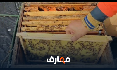 طريقة حفظ إطارات النحل