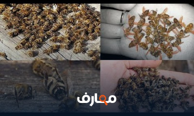 علاج أمراض النحل