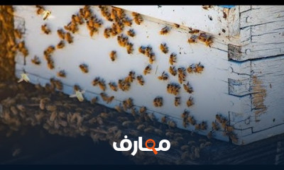 تركيب الحاجز الملكي في الخلية