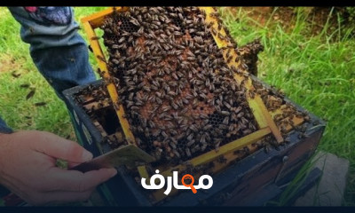 أساسيات في تربية النحل