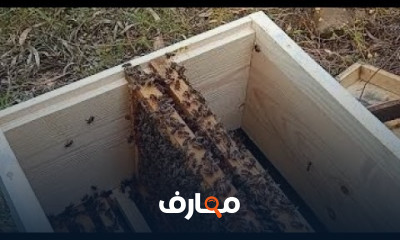 شروط إضافة العاسلة لخلية النحل
