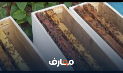 تربية ملكات النحل