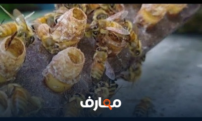 تربية الملكات لعمل تقسيمات للنحل