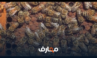التغذية الجافه للنحل