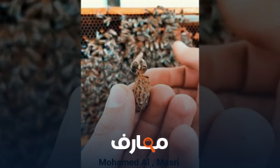 طرق تربية النحل