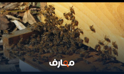 شروط تجييش خلايا النحل