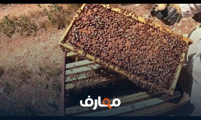 تغذية النحل بالمحلول السكري