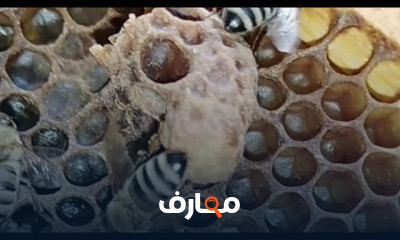 أساسيات التغذية السكرية للنحل