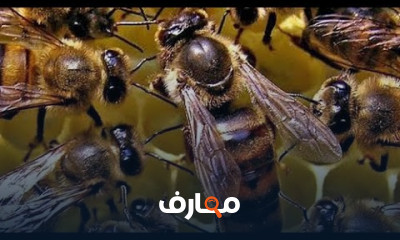تربية ملكات النحل وانتقاء الذكور