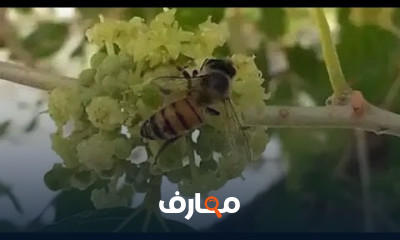 خطوات قص خلية نحل بلدية