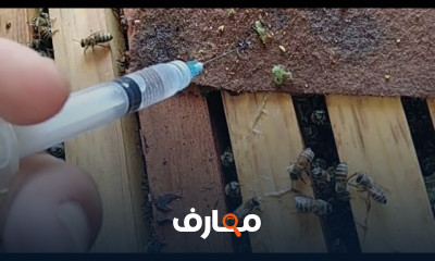 علاج الفاروا عند النحل