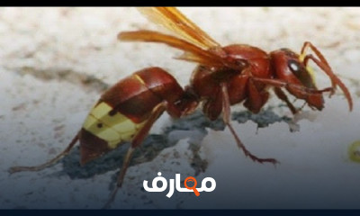 طرق مكافحة الدبور من المنحل