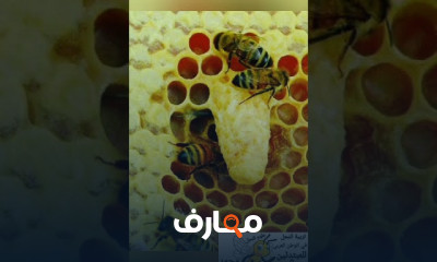 طرق مكافحة قمل النحل