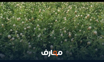 التطريد الطبيعي في خلايا النحل