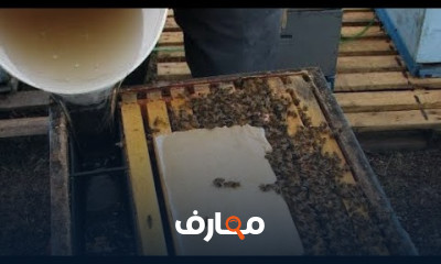 مكافحة فاروا النحل