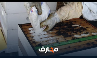 طرق تجييش النحل