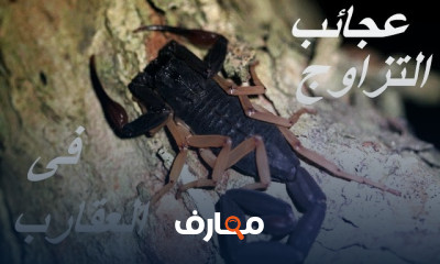 طرق مكافحة القوارض والثعابين