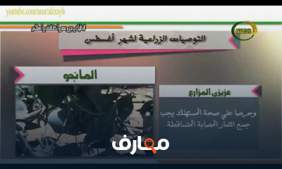 زراعة المانجو من البذرة