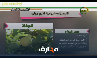 زراعة الجوافة والكمثرى