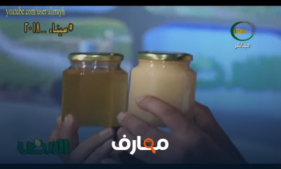 مشروع تربية النحل وإنتاج العسل