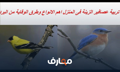 تربية عصافير وأسماك الزينة