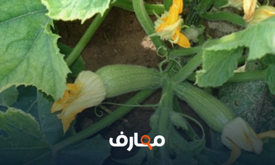 زراعة الكوسة والبطيخ والكنتالوب