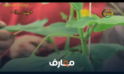 زراعة الخيار